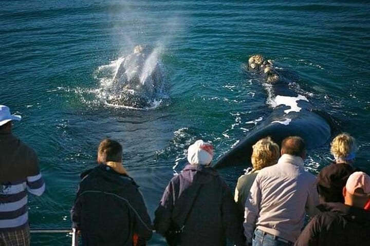 Hermanus Private Full-Day Tour: Whale Watching Adventure
