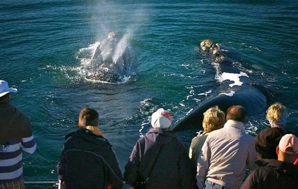 Hermanus Private Full-Day Tour: Whale Watching Adventure