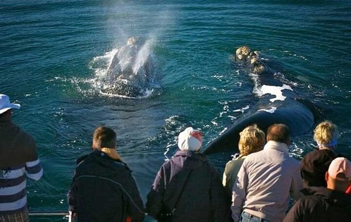 Hermanus Private Full-Day Tour: Whale Watching Adventure