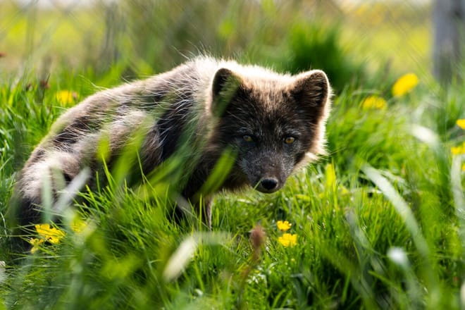 6 Day - South Coast, Glacier Experience & Wild Westfjords photo 5