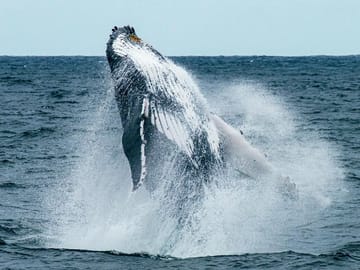 Hermanus Whale Watching and Wine Tasting Day Trip from Cape Town