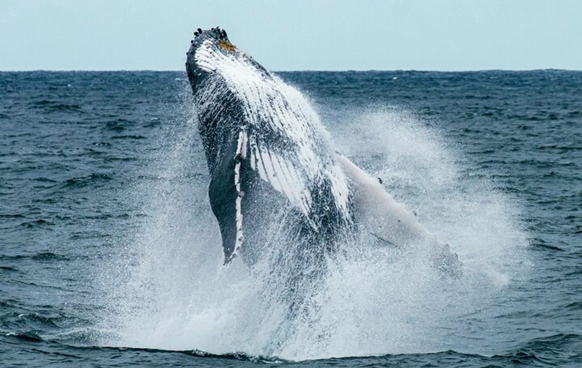 Hermanus Whale Watching and Wine Tasting