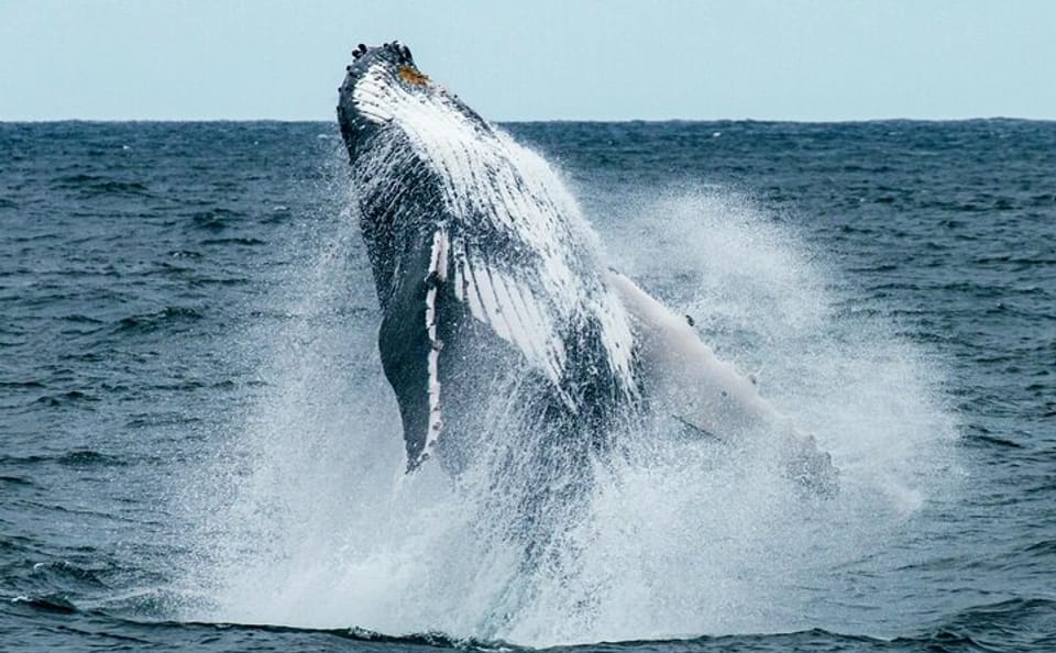 Hermanus Whale Watching and Wine Tasting Day Trip from Cape Town
