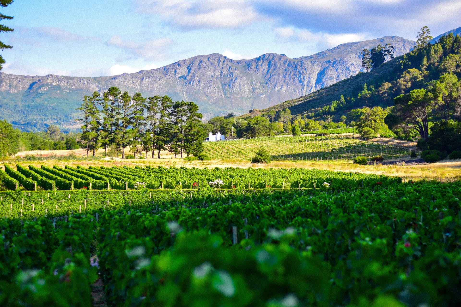 Private Cape South Africa Wine Tasting Tour & Stellenbosch.