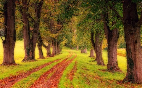 Private Guided Walking Tour of Cork, Ireland