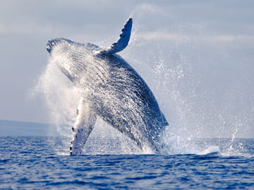 Whale Watching Adventure in Máncora, Peru