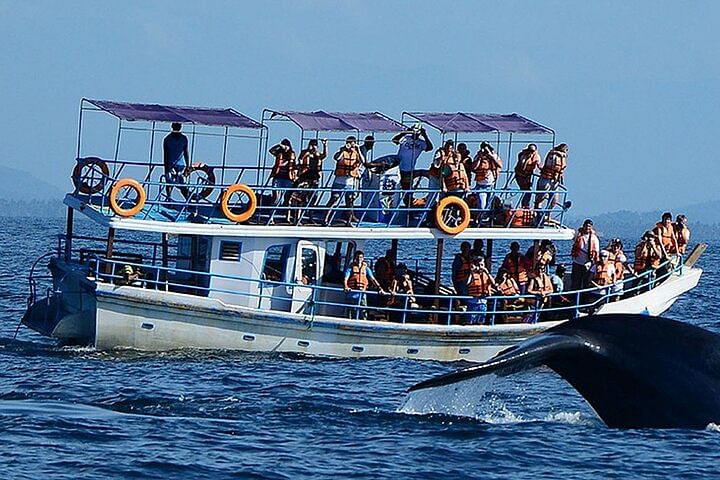 Whale Watching Adventure in Mirissa: Spot Whales & Dolphins!