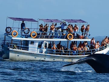 Whale Watching Tour in Mirissa, Sri Lanka