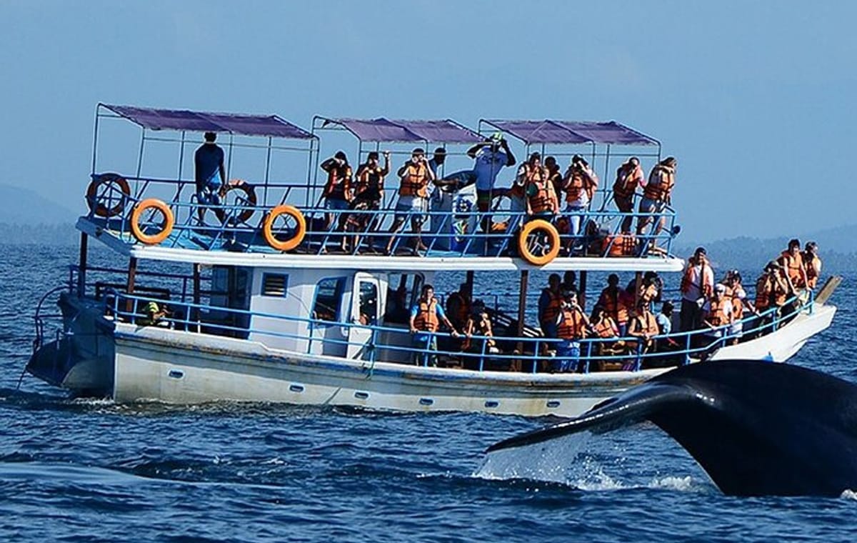 Mirissa Whale Watching Tour From Mirissa