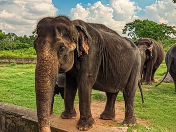 Witness the elephants' grace!