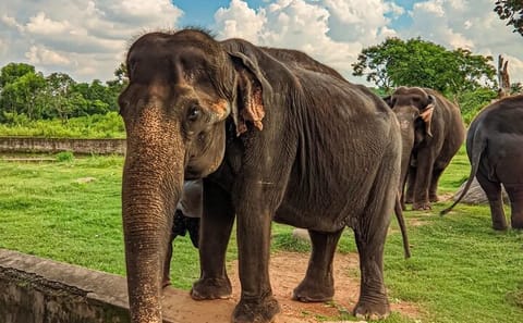 Explore Bhubaneswar's Temples and Culinary Delights in One Day