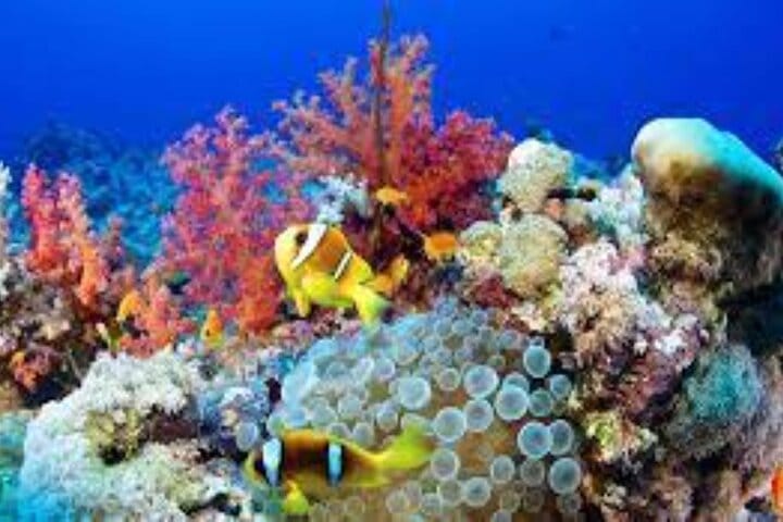 Scuba Diving Sea Trip with Lunch and Transfer from Hurghada
