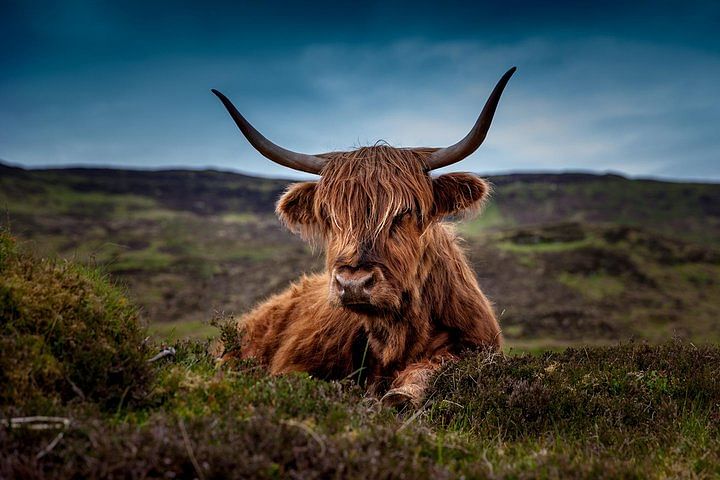 Highland Cow (Coo)