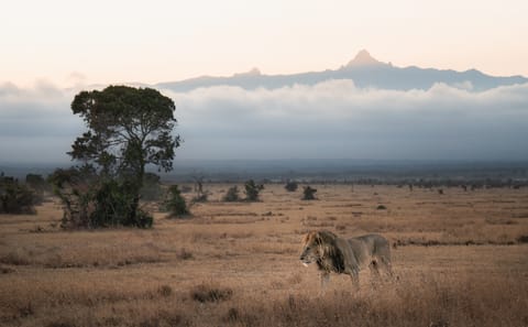 Nanyuki Overnight Safari Experience at Ol Pejeta Conservancy