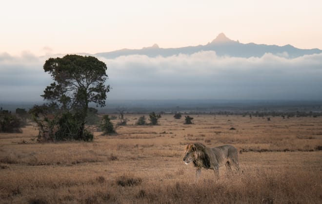 Nanyuki Overnight Safari - Ol Pejeta Conservancy  photo 3