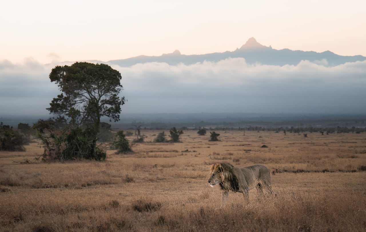 Nanyuki Overnight Safari - Ol Pejeta Conservancy  3