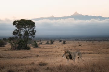 Nanyuki Overnight Safari Experience at Ol Pejeta Conservancy