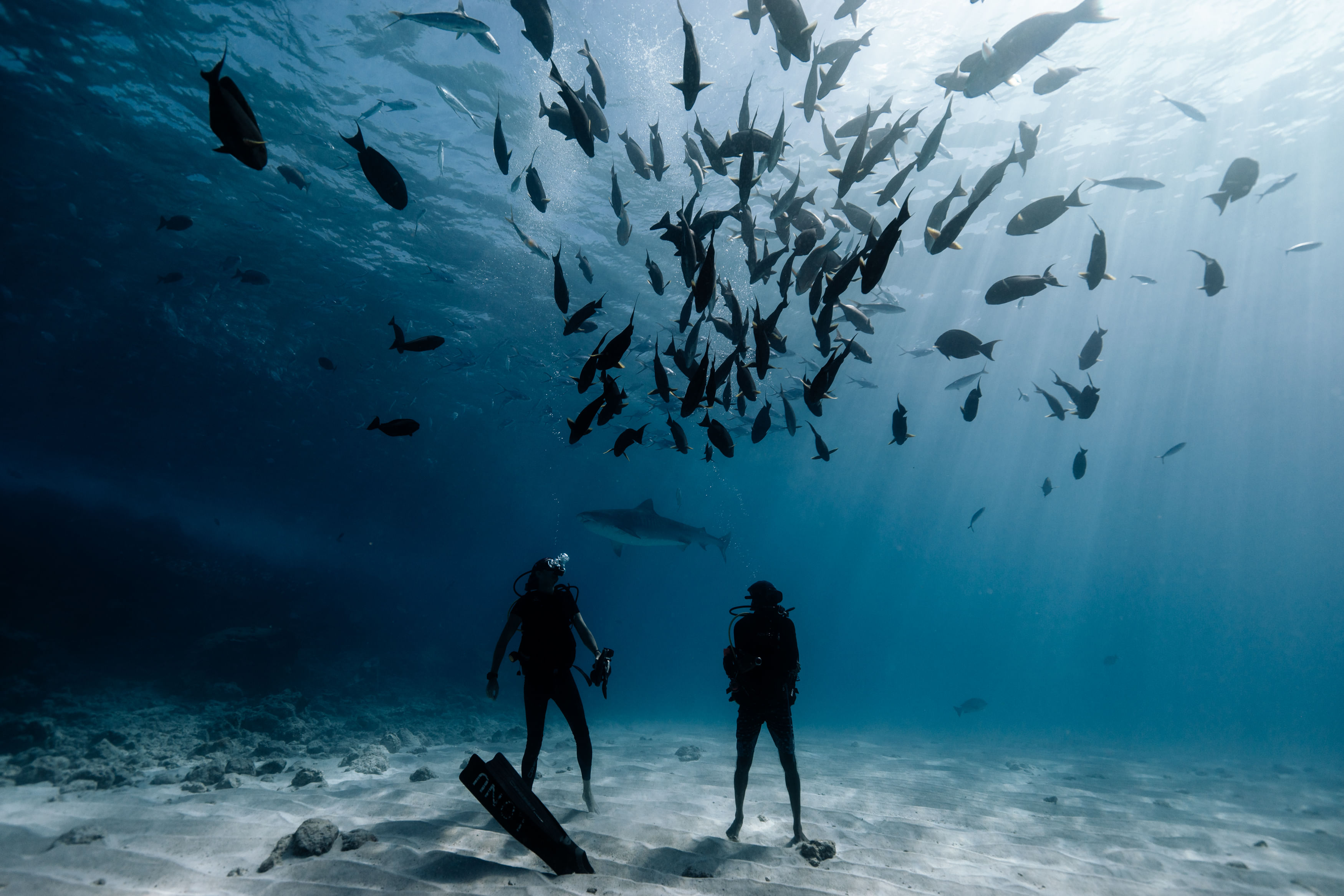 Two divers underwater surrounded by a group of fish, diving at Shark Island