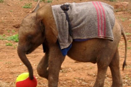 Nairobi Highlight Guided Day Tour