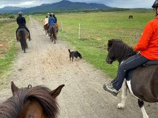 Horse Riding Tour and Explore Scenery in Gásir Akureyri, photo 15