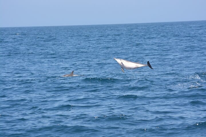 Sesimbra: Arrábida Dolphin and Whale Watching tour with biologist