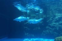 Private transfer for day trip to Zhuhai Chimelong Ocean Kingdom from Guangzhou 3