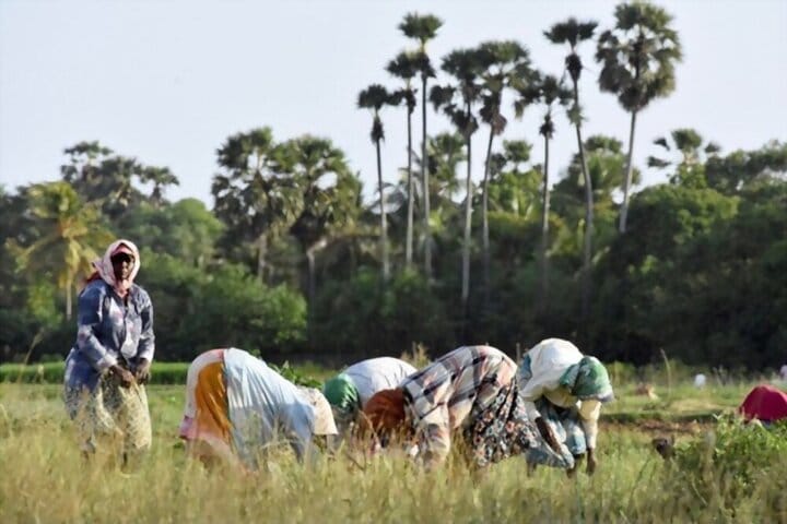 Jaffna Local villagers