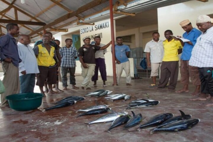 Mnemba Island Dolphins Watching and Snorkeling