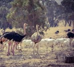 Souss Massa National Park - guided half day tour 4