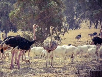 from agadir : Essaouira – guided day trip