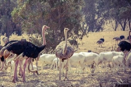Souss Massa National Park – guided half day tour