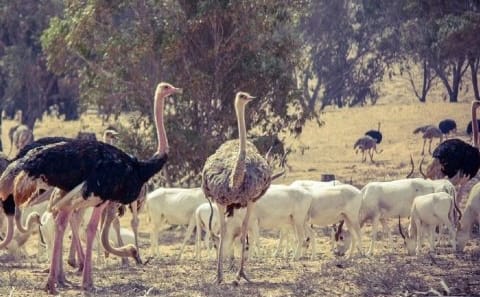Guided Half-Day Tour of Souss Massa National Park from Agadir