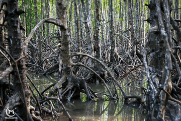 Private Eco-Adventure Tour to Can Gio Mangrove Forest from Ho Chi Minh City