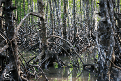 Private Eco-Adventure to Can Gio Mangrove Forest and Local Life Full Day from Saigon