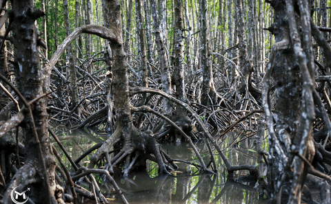 Private Eco-Adventure Tour to Can Gio Mangrove Forest from Ho Chi Minh City
