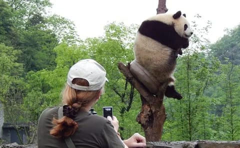 6-Day Chengdu and Jiuzhaigou Nature and Sightseeing Tour