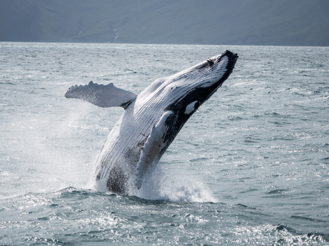 Húsavík: Small-Family Run, Responsible Whale Watching