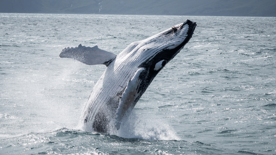 Húsavík for the whales, Eyjafjörður for the easy morning