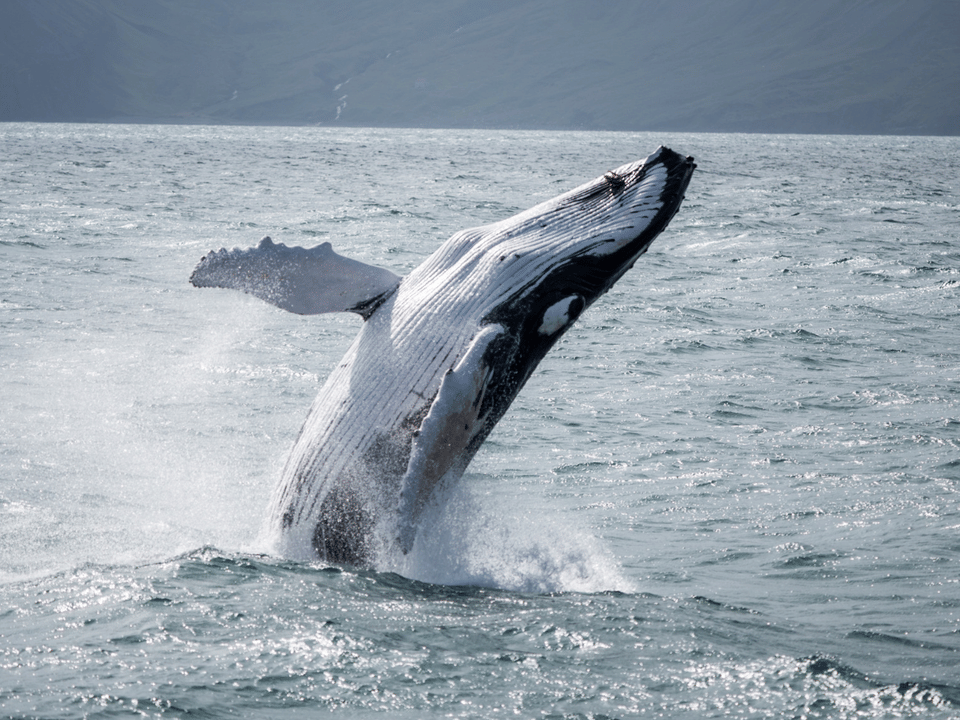 Húsavík: Small-Family Run, Responsible Whale Watching — Friends of Moby Dick