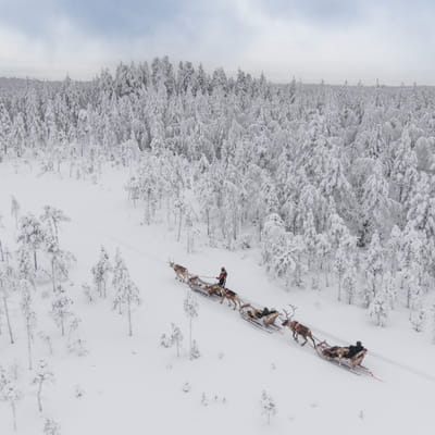Snowy Forest Reindeer Ride in Rovaniemi - Image 2