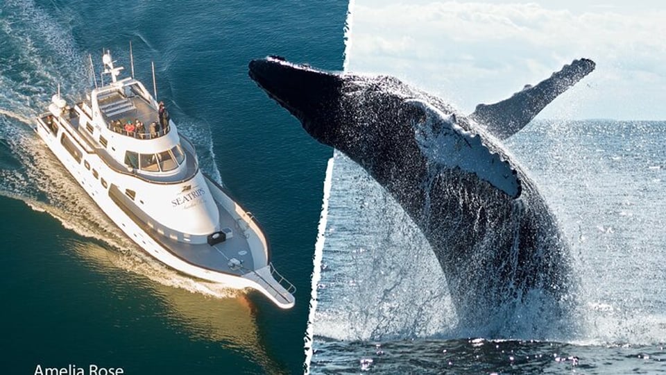 Whale watching in Reykjavík: RIB or yacht