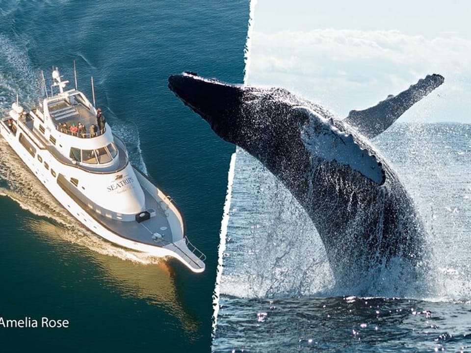 Whale Watching Cruise on a Yacht in Reykjavik — Iceland Discover