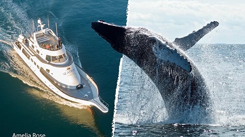Whale watching in Reykjavík: RIB or yacht