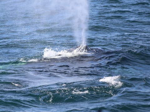 Whale blowing water from its blowhole near Reykjavík Iceland