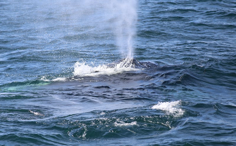 Reykjavik Evening Whale Watching Cruise in Arctic