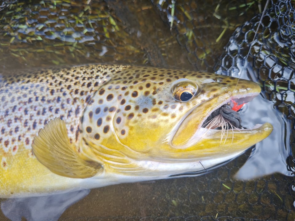 Fishing Day Tour From Akureyri, Husavik or Myvatn — Icelandic Adventures / Iceland Fishing Guide
