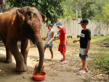 Half-Day Elephant Care Program at Phuket Wildlife Sanctuary