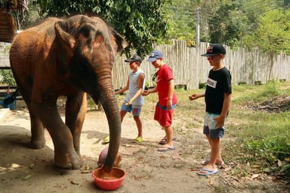Phuket: Elephant Save & Care Program Tour (Half Day Tour)