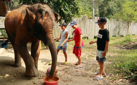Half-Day Elephant Care Program in Phuket