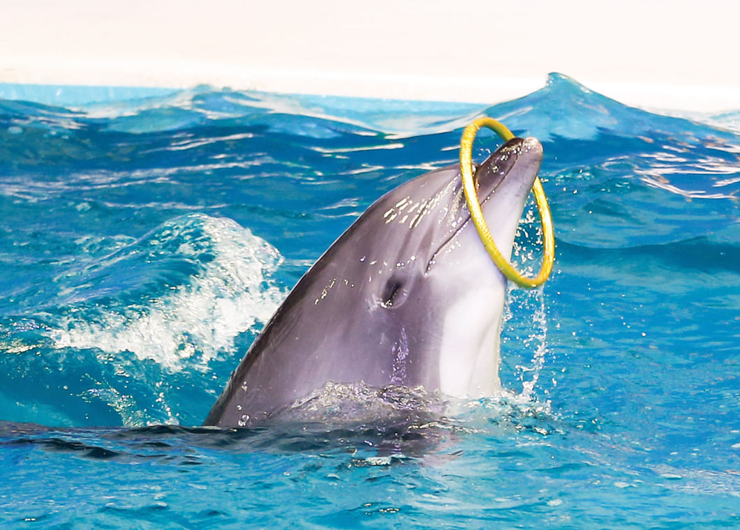 Discount tickets for dubai dolphin show with tour visionary